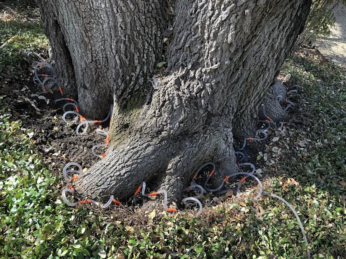Detailed Tree Cabling and Bracing job site in Acton