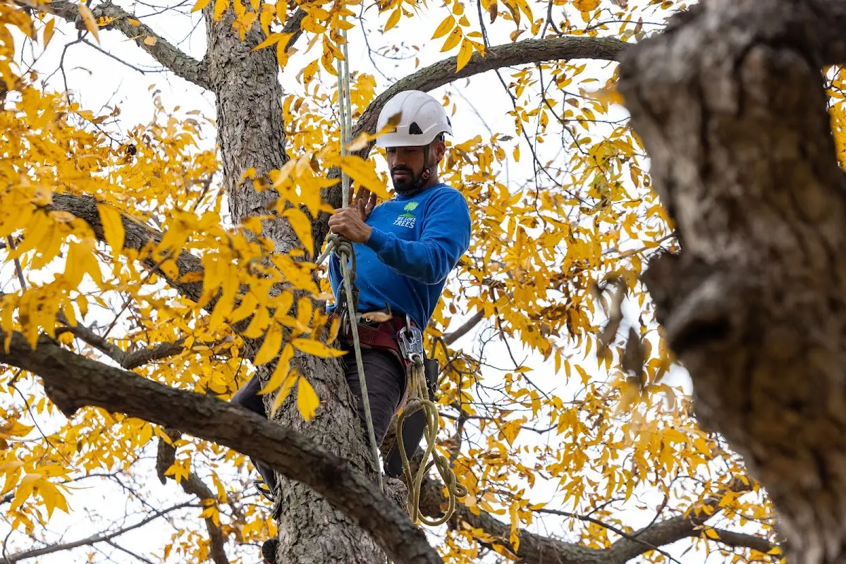 Skilled Tree Planting crew working in Acton
